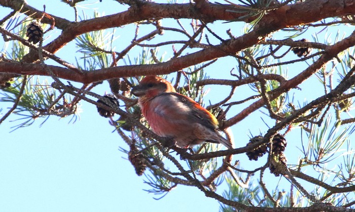 Parrot Crossbill