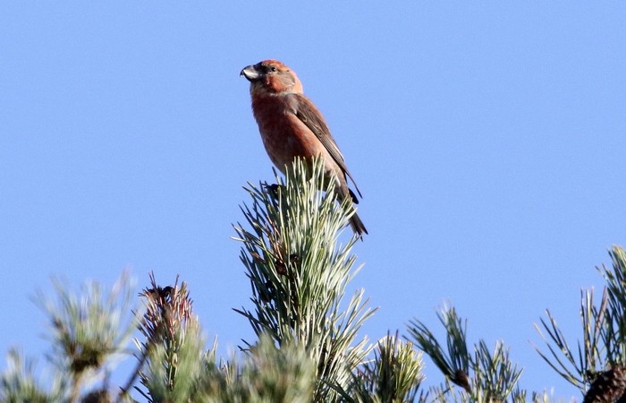Parrot Crossbill