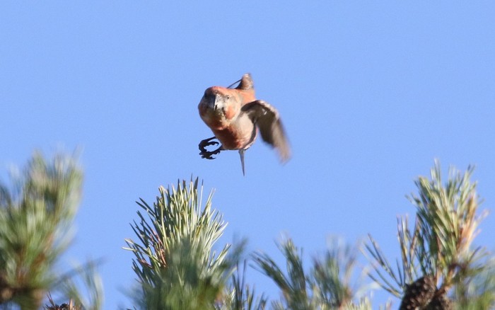 Parrot Crossbill