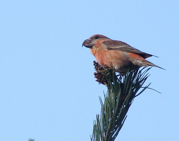Parrot Crossbill