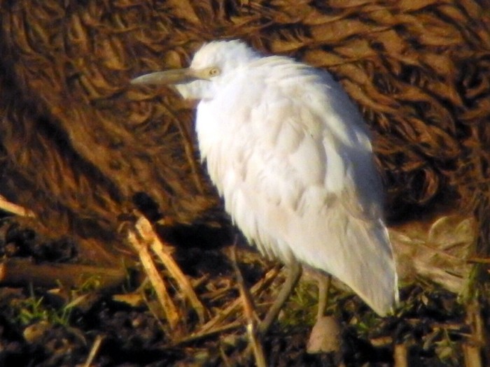 Cattle Egret