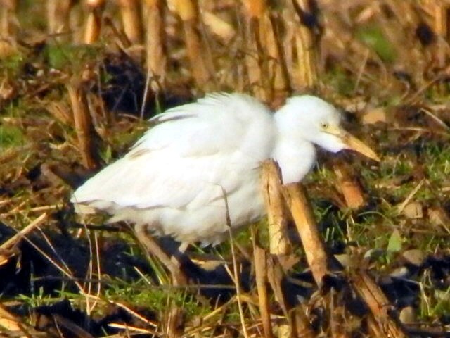 Cattle Egret