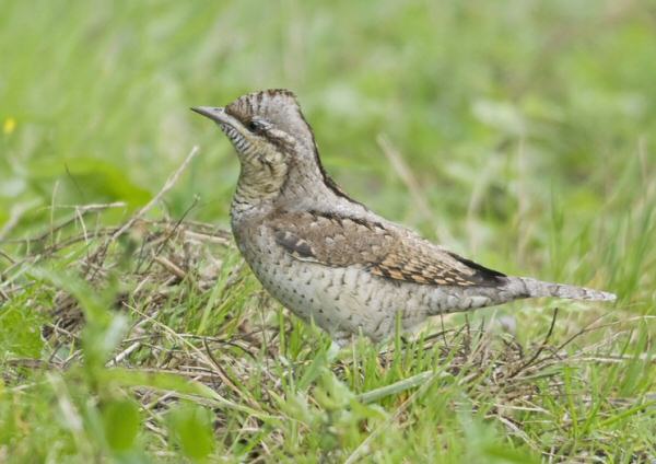 Wryneck