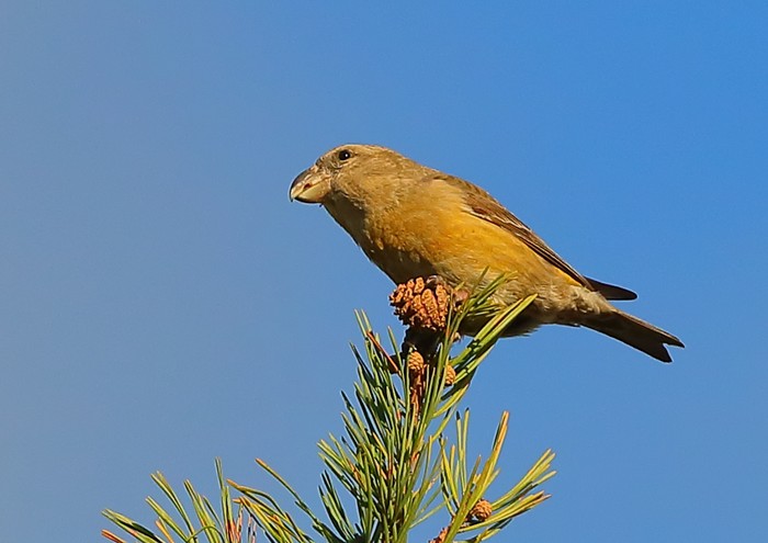 Parrot Crossbill