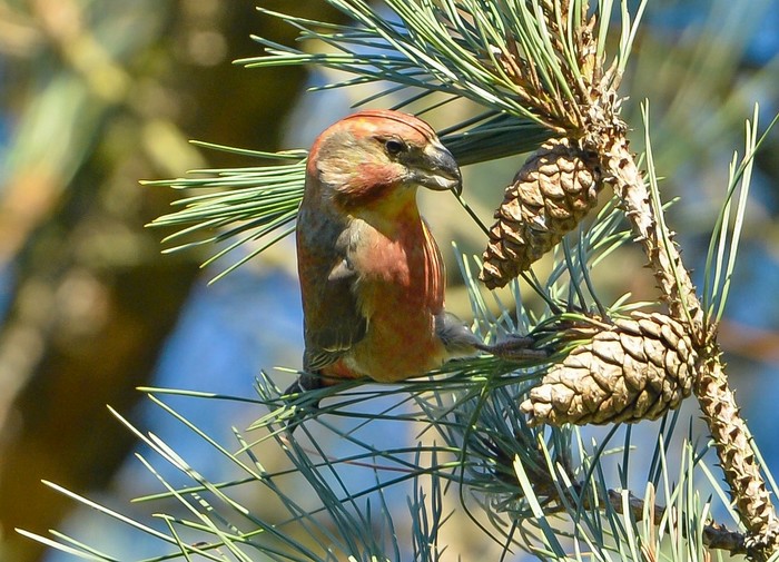 Parrot Crossbill