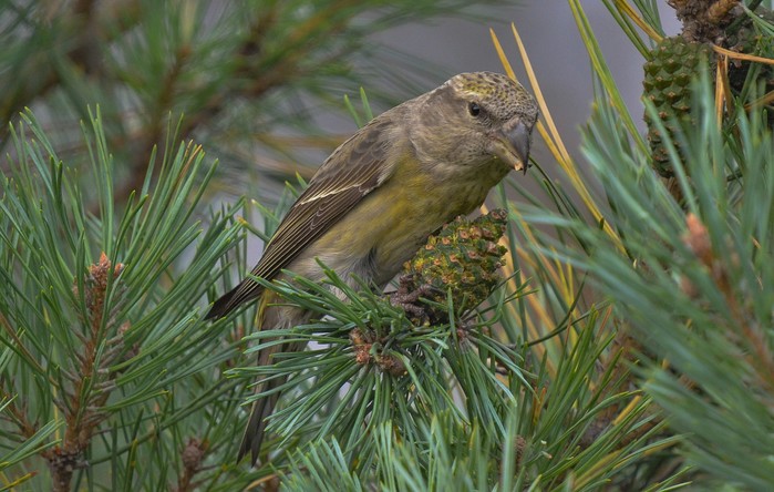 Parrot Crossbill