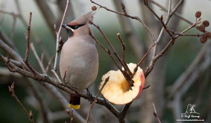 Waxwing