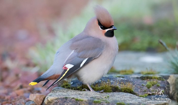 Waxwing
