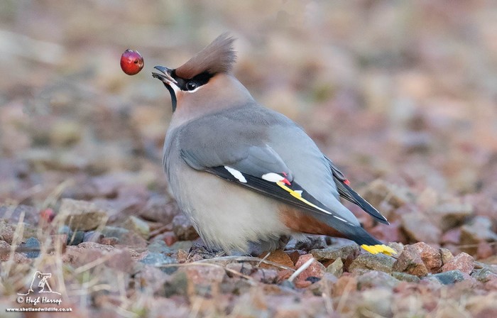 Waxwing