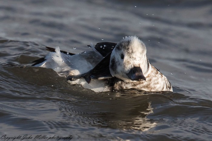 long-tailed Duck