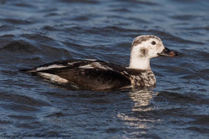 Long-tailed Duck
