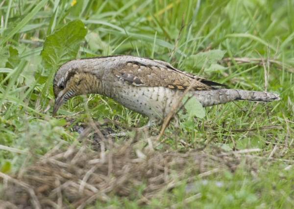 Wryneck