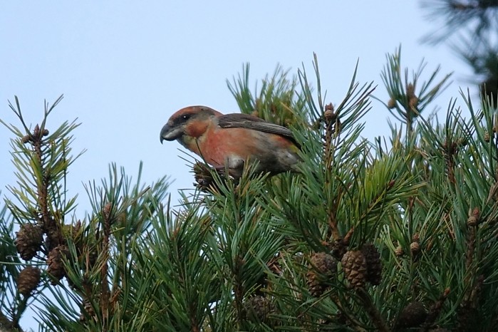 Parrot Crossbill