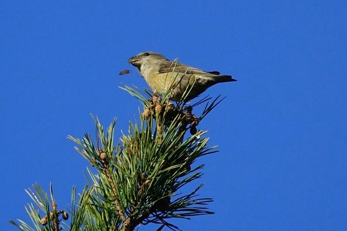 Parrot Crossbill