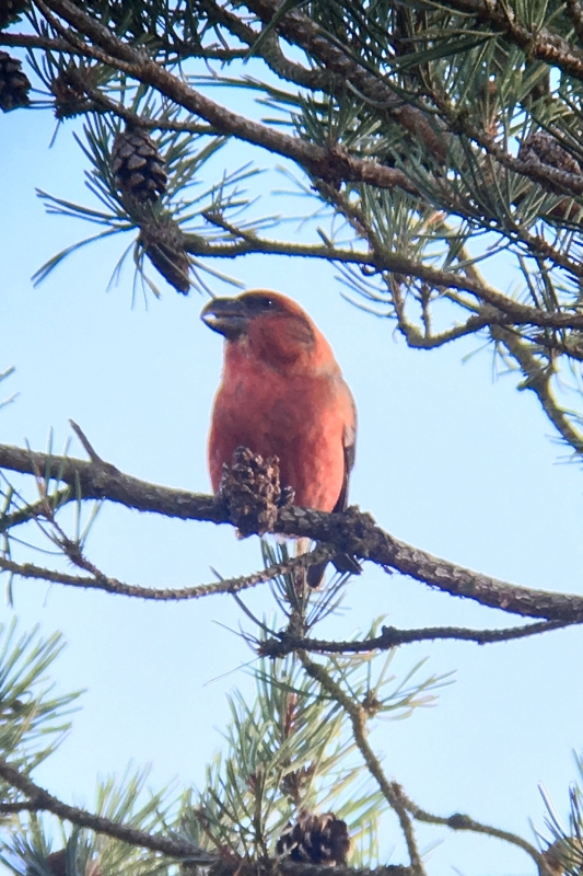 Parrot Crossbill