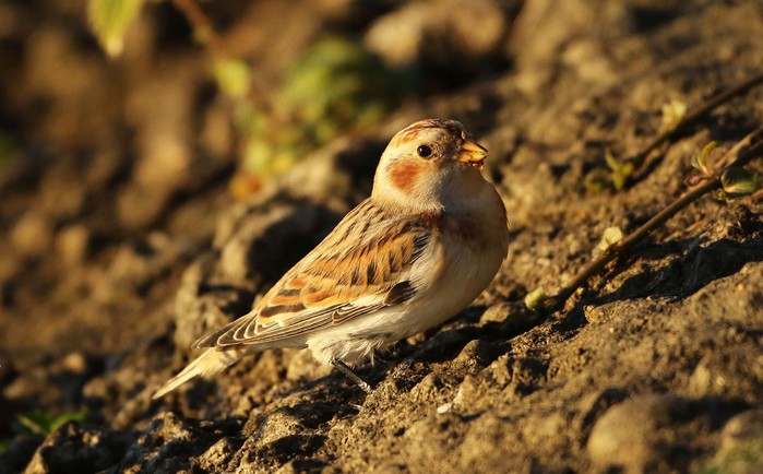 Snow Bunting