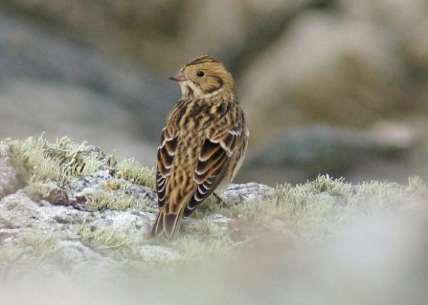 Lapland Bunting