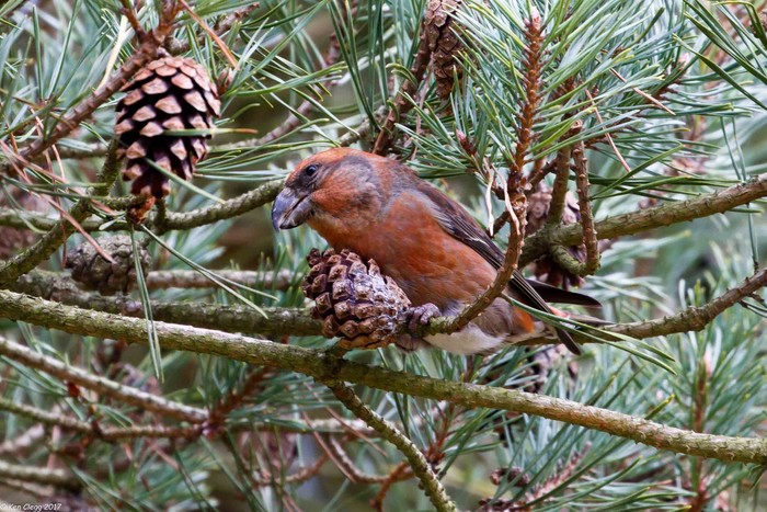 Parrot Crossbill