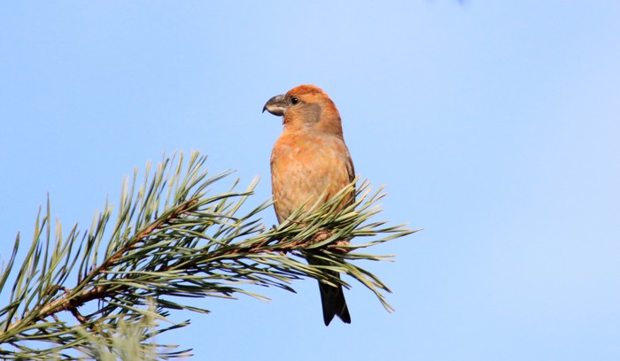 Parrot Crossbill