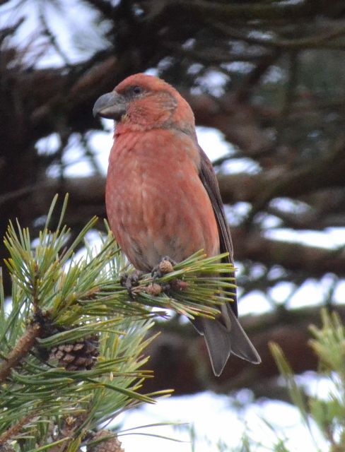 Parrot Crossbill