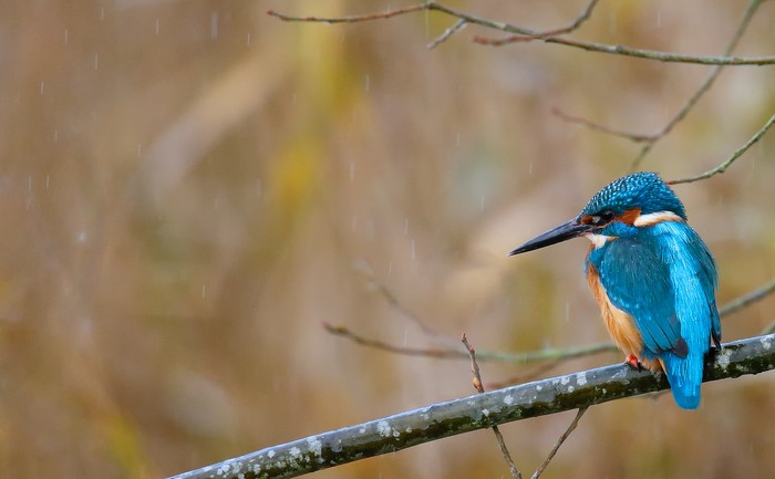 Kingfisher
