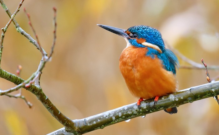 Kingfisher