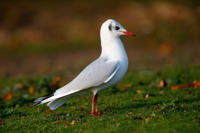 Black-headed Gull