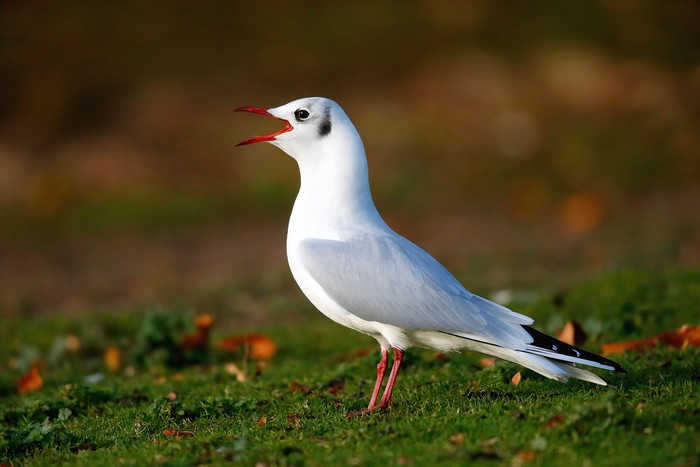 Black-headed Gull