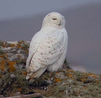 Snowy Owl