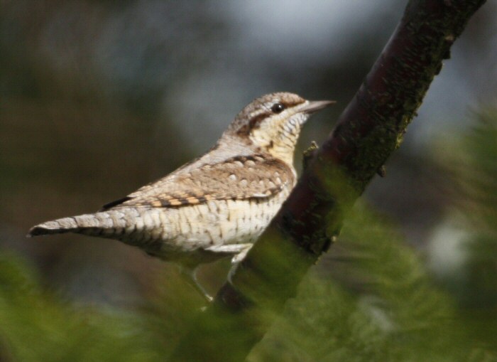 Wryneck