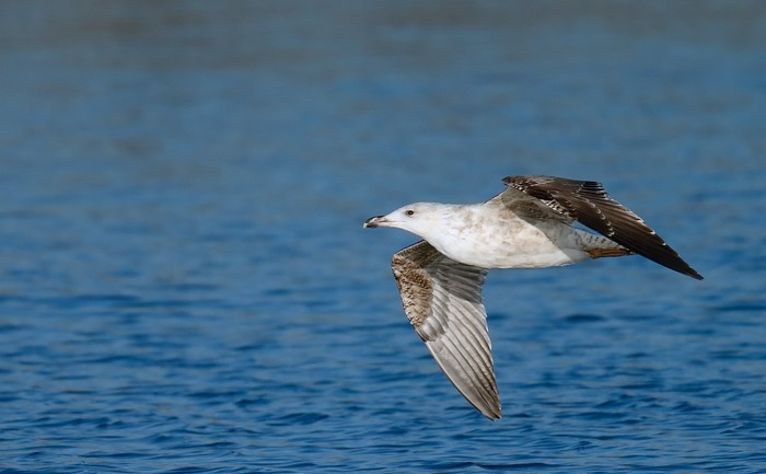 Great Black-backed Gull