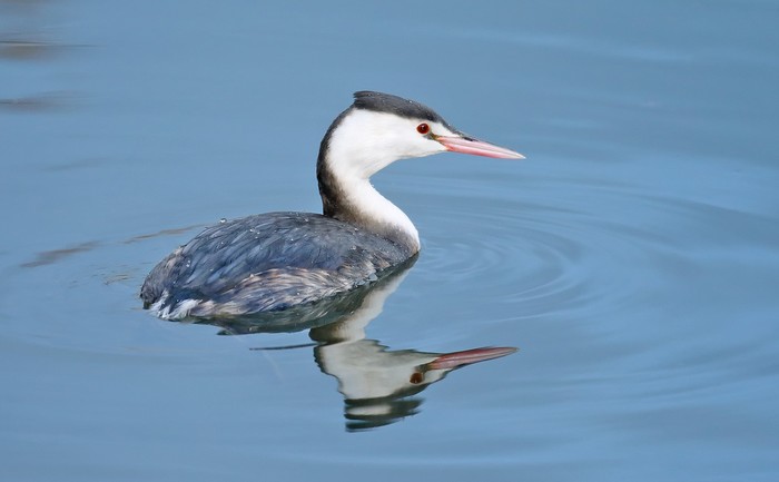 Great Crested Grebe