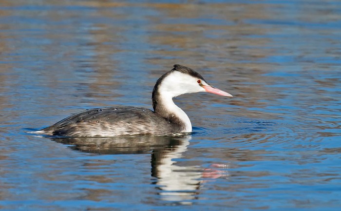 Great Crested Grebe