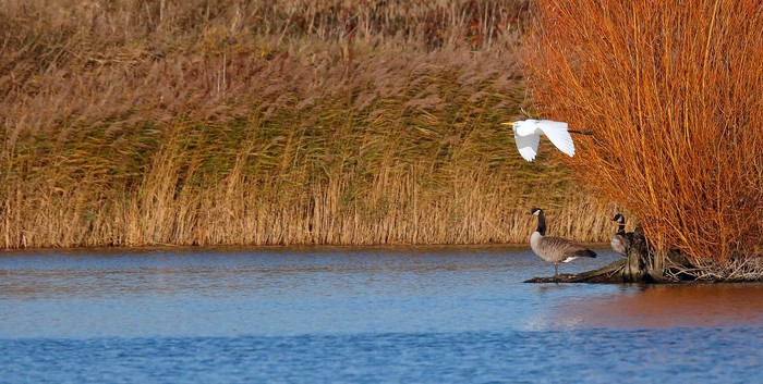 Great White Egret