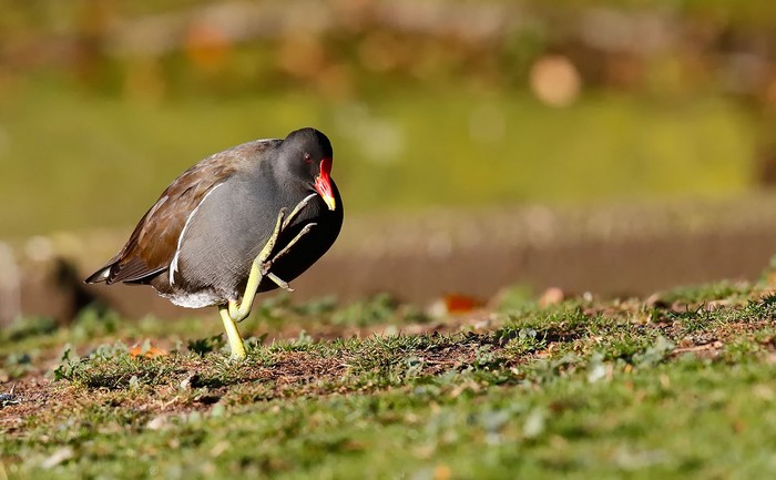 Moorhen