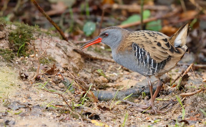 Water Rail