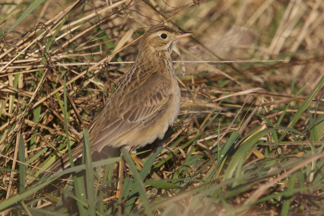 Richard's Pipit