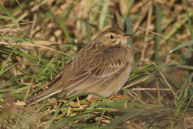 Richard's Pipit