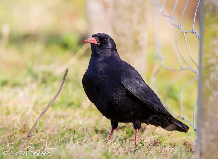 Chough