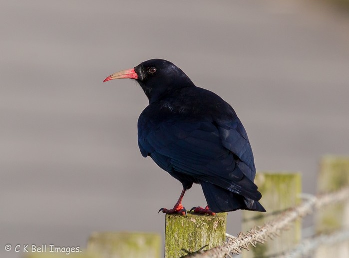 Chough