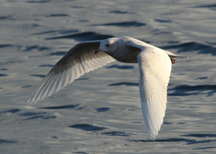 Iceland Gull