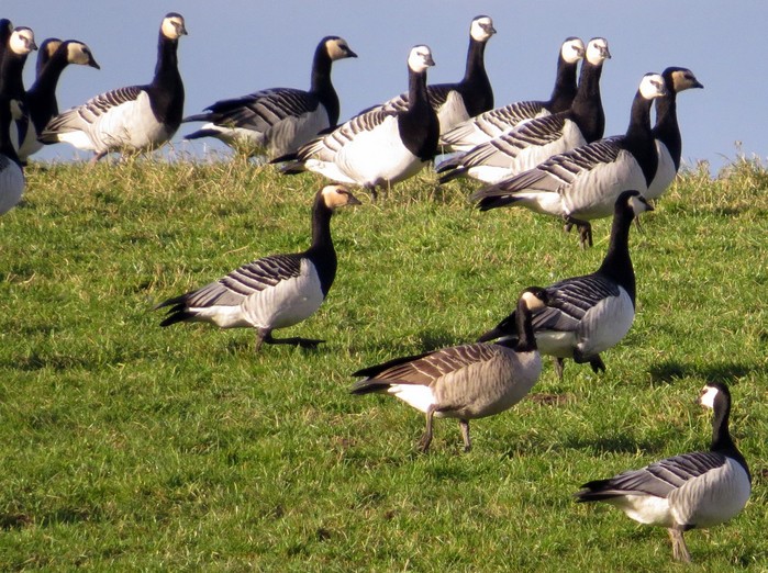 Cackling Goose