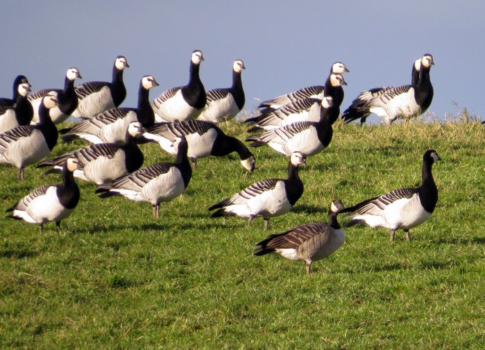 Cackling Goose