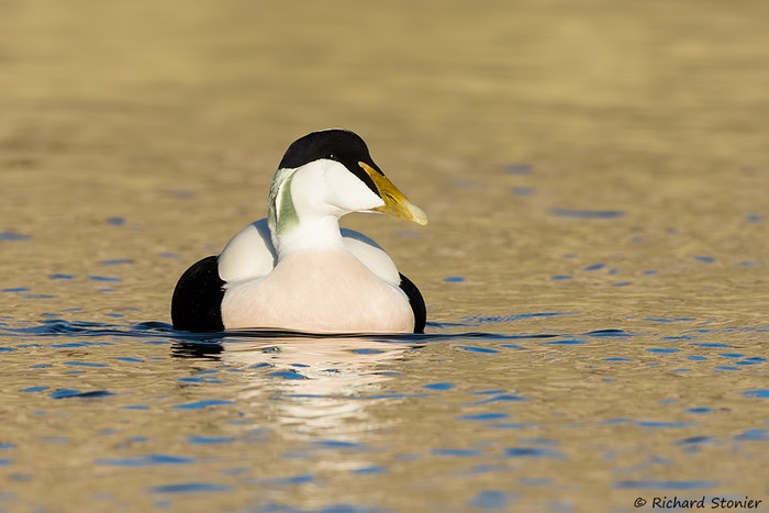 Eider