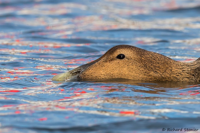 Eider