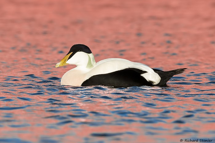Eider