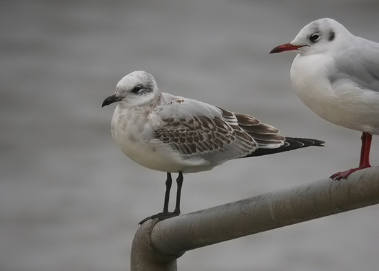 Mediterranean Gull