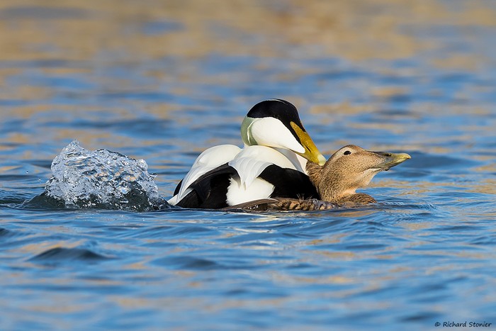 Eider