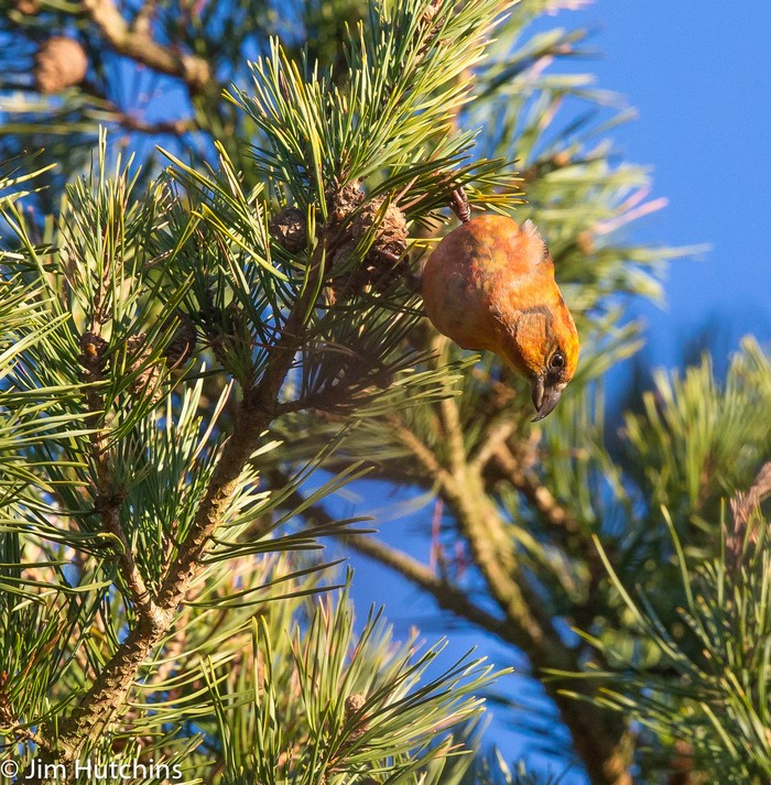 Crossbill