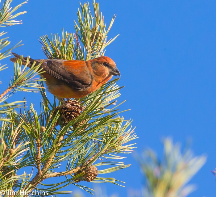 Crossbill